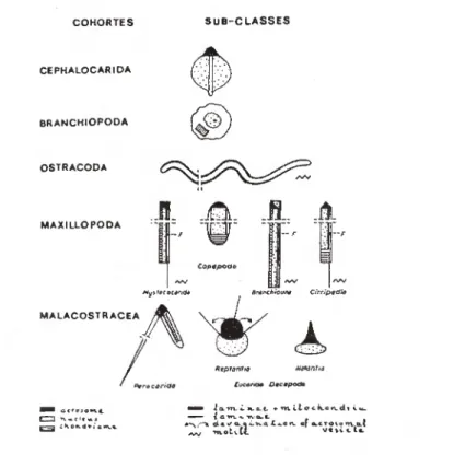 Figure 5 : Diagrammes du type moyen des spermatozoïdes de crustacés