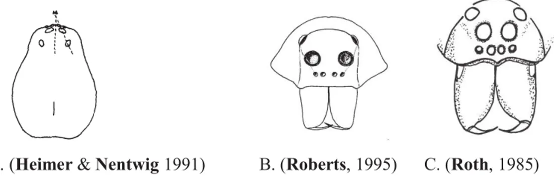 Figure 08 : A. Prosoma vue dorsale, B et C Prosoma vue frontale d’une Lycosidae 
