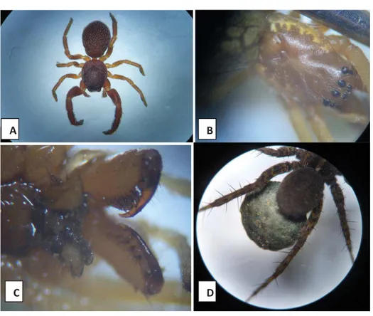Figure 29 : Vue d’une araignée sous binoculaire. A : vue dorsale d’une Palpimanus  sp, B : groupe oculaire d’une Tetragnatha sp, C : Chélicères d’une Tetragnatha sp, 