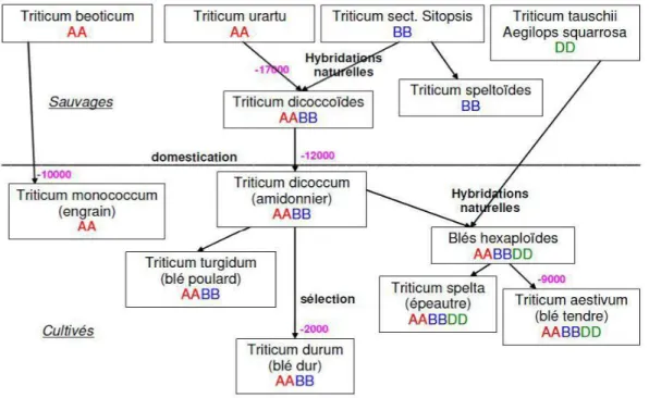 Figure 2 : Origines et généalogie du blé (Naville, 2005).. 