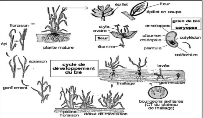 Figure 3. Cycle de développement du blé (Ry et al, 2000). 