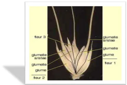 Figure 4. Photo descriptive d’épillet et fleur de blé(Clément, 1971). 