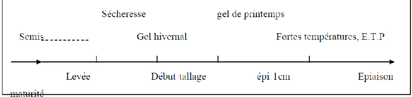 Figure 05 : Principaux accidents climatiques au cours du développement du blé (Soltner,  1990)