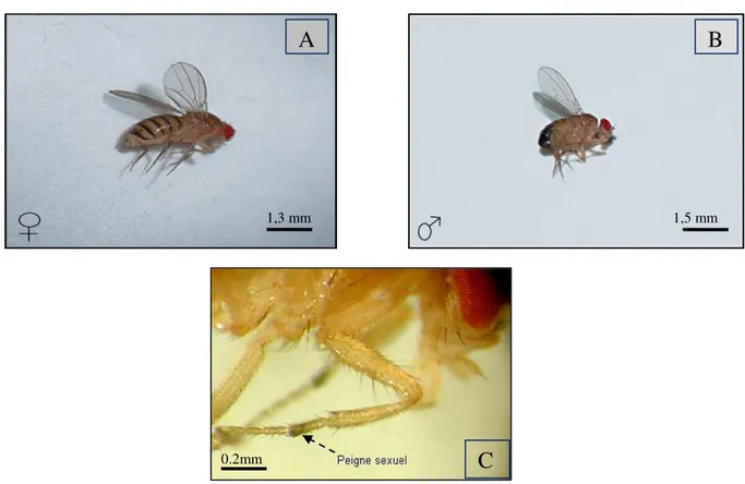 Figure 2.  Drosophila melanogaster :A: femelle; B: mâle; C: peignes sexuels.   Photo C :www.snv.jussieu.fr/bmedia/ATP/images/drospatf