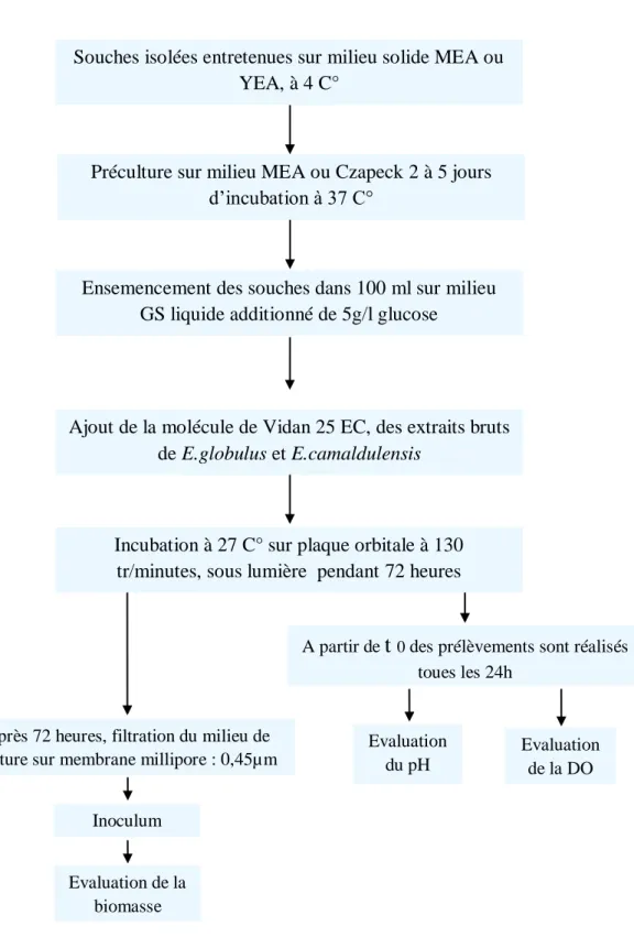 Figure 7. Phases de la méthodologie utilisée pour l’évaluation pouvoir inhibiteur des extraits  naturels sur la croissance des souches phytopathogènes  