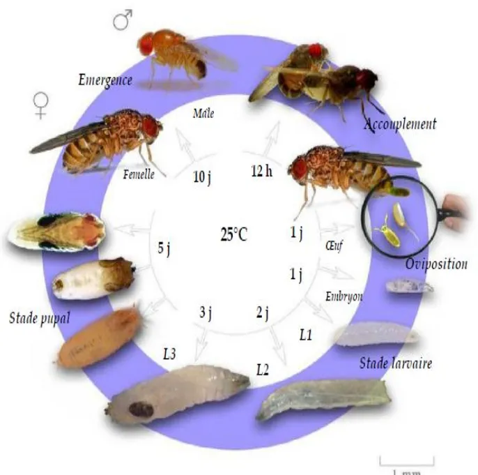 Figure 2.  Le cycle de développement de D. melanogaster à 25°C (Weigmann et al., 2003)
