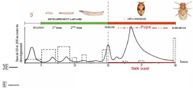 Figure 3.  Taux d’HJ et de 20E au cours du développement de D. melanogaster (Dubrovsky,  2005)