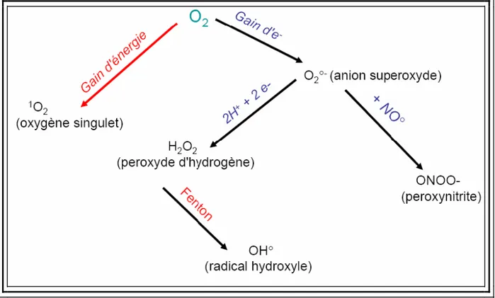 Figure 1 :  Mécanismes de production des différents radicaux libres oxygénés et espèces 