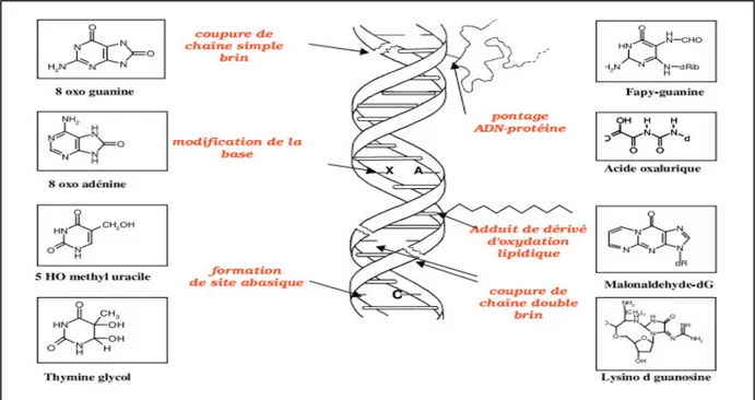 Figure 5 : Lésions de l’ADN formées par attaque radicalaire du patrimoine génétique des  