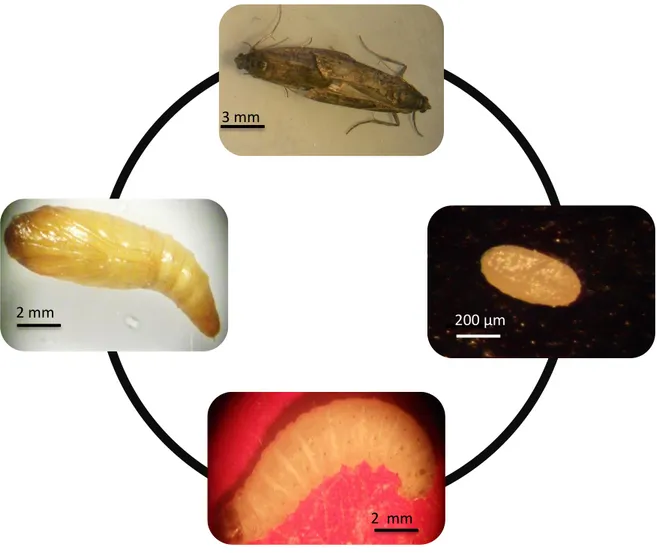 Figure 6. Elevage au laboratoire (photo personnelle) 2 mm 