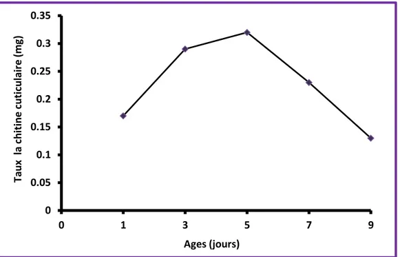 Figure 10. Evolution de la synthèse de la chitine cuticulaire au cours de la métamorphose  chez les témoins d’E