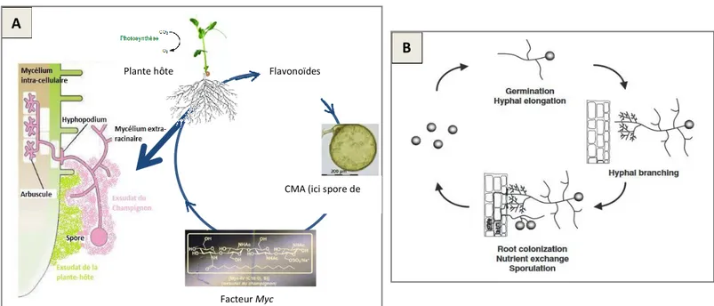 Figure 6 : Schématisation de l’établissement de la symbiose mycorhizienne (A) et du cycle                      de vie des CMA (B) (Akiyama, 2007) 