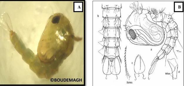 Fig. 14: Morphologie de la nymphe du moustique; A: À l’état réel (Agr.  22,4); B: À l’état  schématique  (Gillies &amp; DE Meillon, 1968) ; a: Nymphe d’Anopheles; b: Extrémité 