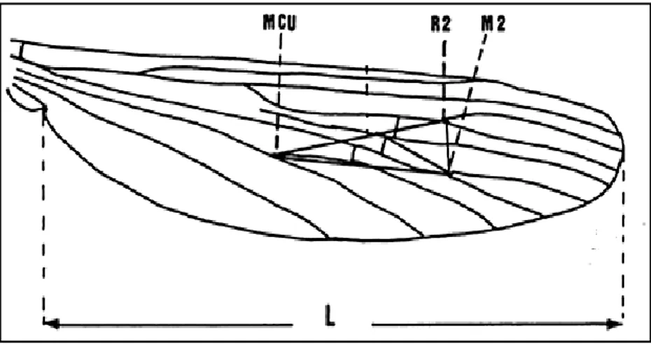 Fig. 21: Les oeufs des différentes espèces du complexe Anopheles maculipennis sacharovi 