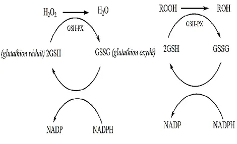 Figure 10 : action détoxicante vis-à-vis du peroxyde d’hydrogène et les  hydroperoxydes (ROOH) dérivés des lipides (Hadi, 2004)