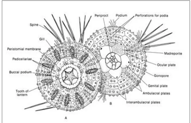 Figure 01 :  Morphologie  externe  de  l’oursin  Paracentrotus  lividus.  (A) :  Vue  oral,  (B) :  Vue 