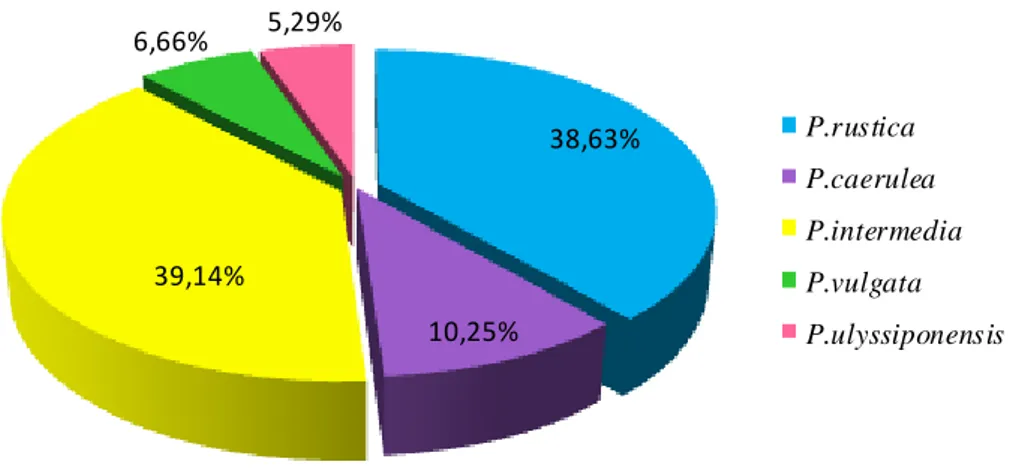 Figure 38. Dominance des différentes espèces de Patelles en période automnale à Toche