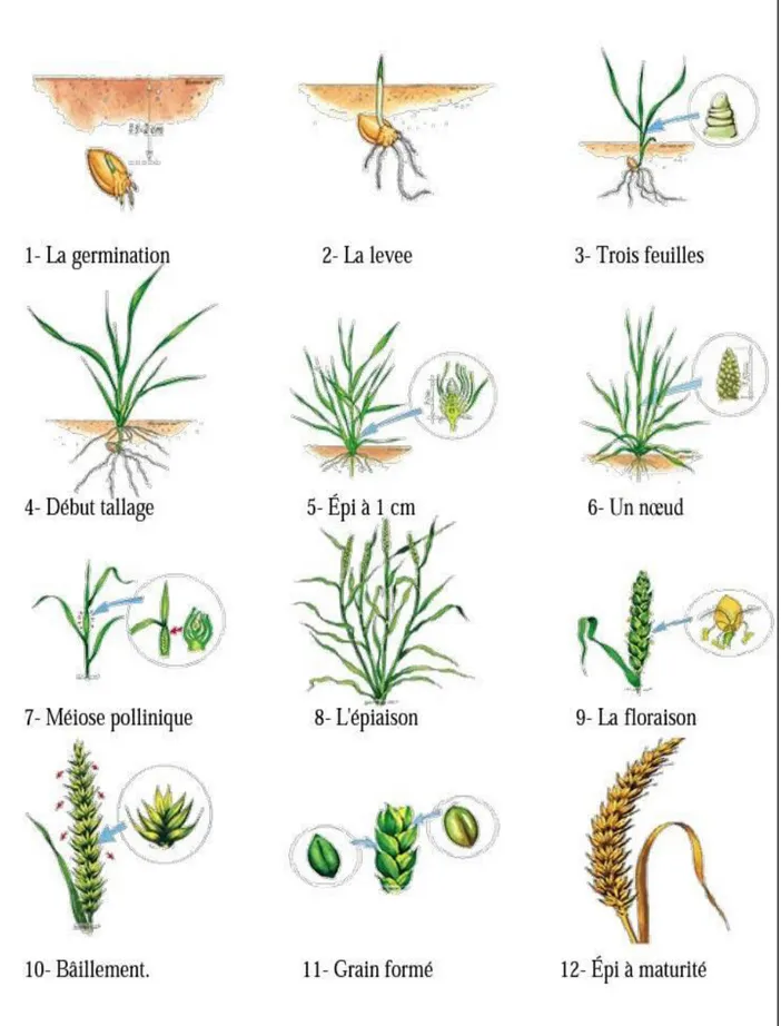 Figure  2 :  Cycle  de développement  du blé  (www.UNCTAD.org) 