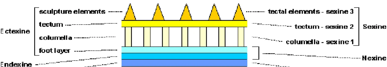 Figure 7 : Les différentes couches du sporodermes  (Erdtman, 1969) 