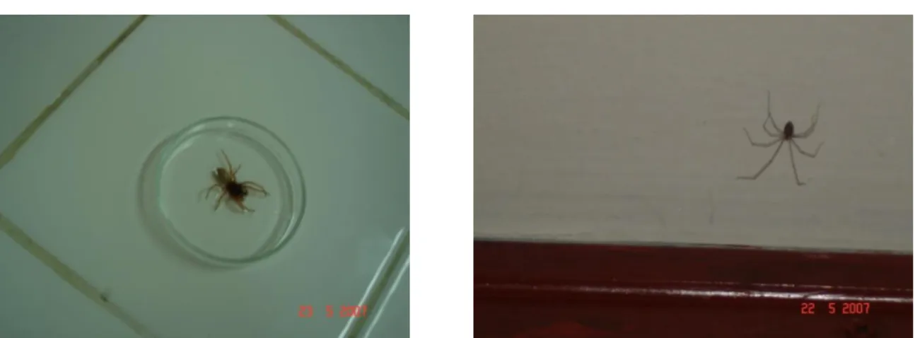 Fig. 15- Aranea (Photog. Bouguessa- Cheriak et al., 2010) 
