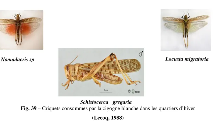Fig. 39 – Criquets consommes par la cigogne blanche dans les quartiers d’hiver  (Lecoq, 1988) 