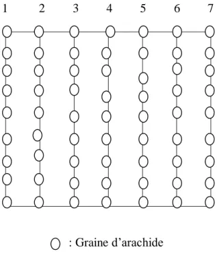 Figure n°23 : Plan de chaque 2m 2  de la parcelle.  Tableau n°11: Dispositif expérimental aux champs 
