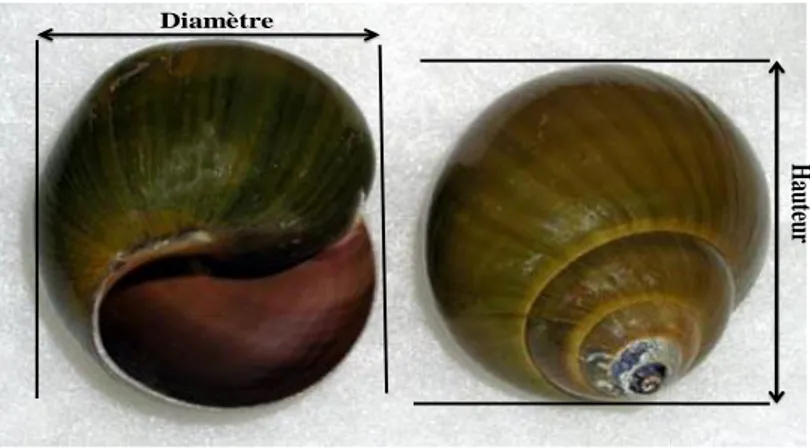 Figure 7. Les paramètres de biométrie chez les Gastéropodes Terrestres.   2.4. Indices écologiques :  