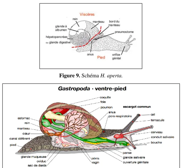 Figure 9. Schéma H. aperta. 