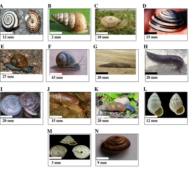 Figure 27. Présentation des différentes espèces de Gastéropodes Terrestres recensées dans les 