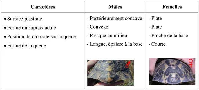 Tableau 03. Caractères morphologiques utilisés pour la distinction entre les mâles et les 