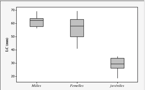 Figure 15. Distribution des tailles par sexes et âges chez P. algirus. 