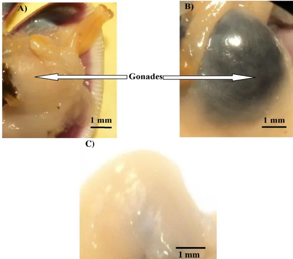 Figure 6 . Gonade de D. trunculus en période de reproduction A): mâle, B): femelle,  et C): en période de repos sexuel (Photo personnelle)