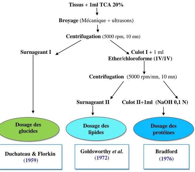 Figure  15 . Principales étapes  d’extraction des protéines, glucides et lipides (Shibko 