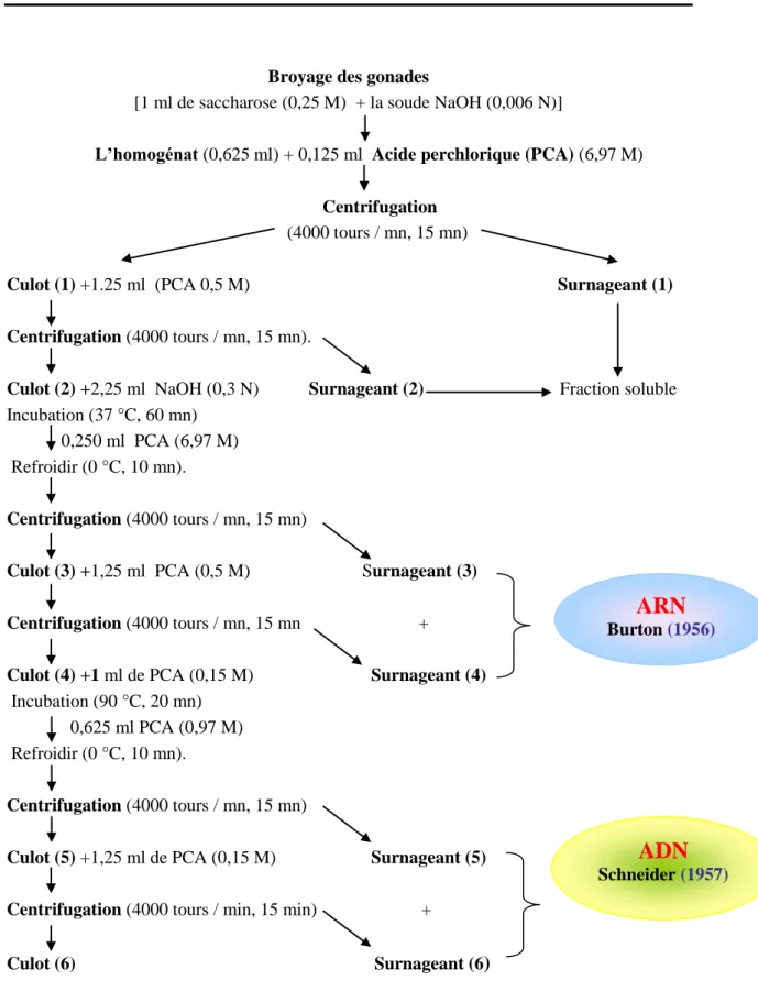 Figure 20. Principales étapes d’extraction des acides nucléiques: ADN, ARN selon  Shibko et al