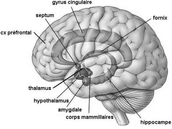 Figure  I.2 :  Représentation  schématique  des  composants  principaux  du  système  limbique  (amygdale,  bulbe  olfactif,  hippocampe,  septum,  corps  mamillaire...)  (BOWSHER, 1980)  