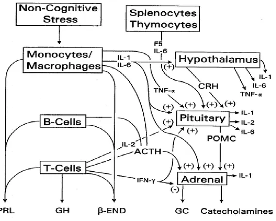 Figure  I.4 :  Mécanismes  d’activation  de  l’axe  du  stress  par  les  facteurs  non  cognitifs  (Blalock, 1984)