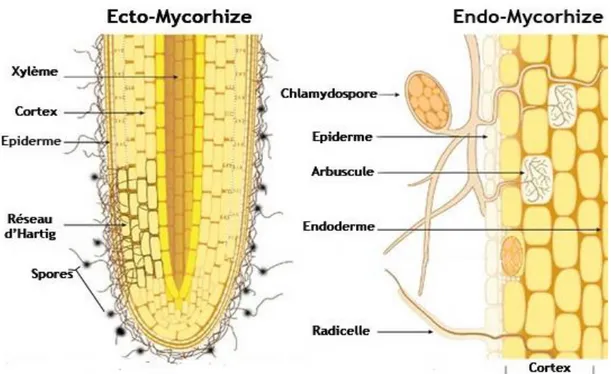 Figure 1 : Schéma de la colonisation des champignons ectomycorhiziens et endomycorhiziens 