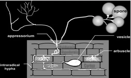 Figure 5 : Schéma de la colonisation par les champignons mycorhiziens à arbuscules (Bothe et  al., 2010)