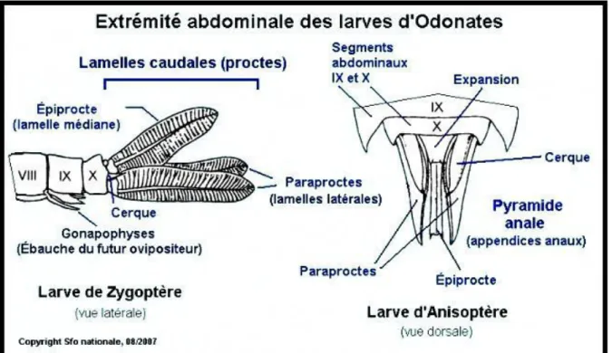 Figure 6.  Extrémités abdominales chez les larves de Zygopères et  d'Anisoptères (Source : SFO nationale, 08/2007) 