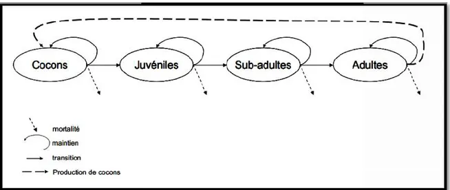 Figure 08.  Cycle de vie de l'espèce 