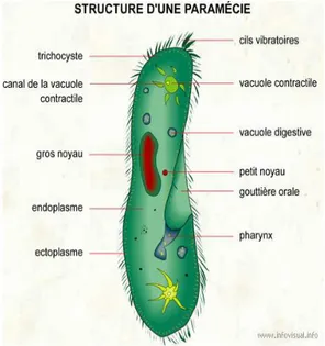 Figure  1 : Structure d’une paramécie     Figure 2 : Représentation de la structure          vue par MO  (Benlaifa,2016)                           d’une paramécie (Génoscope, 2007) 