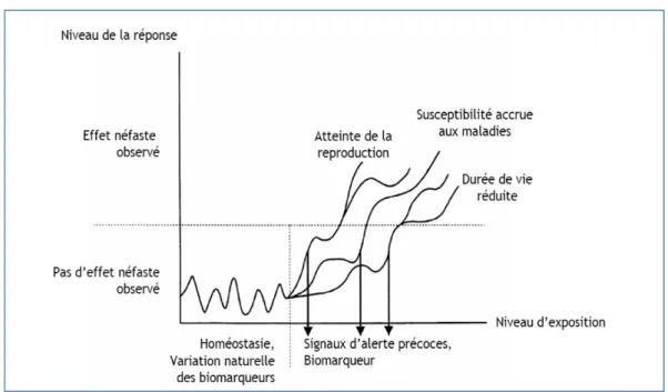 Figure 4. Représentation graphique des niveaux de réponses attendus en fonction du  niveau d’exposition à un facteur de stress (d’après van der Oost et al., 2003)