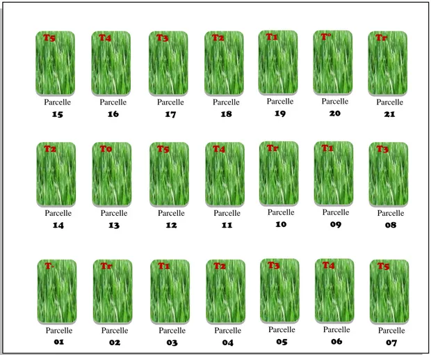 Figure 9. Répartition des doses de phosphate dans les sous parcelles  