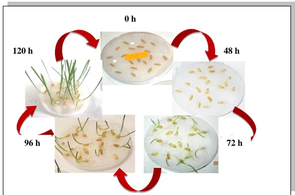 Figure 21. Amélioration de la germination des grains de blé pendant 4 jours 