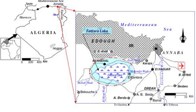 Figure 1.   Situation géographique du lac Fetzara. 