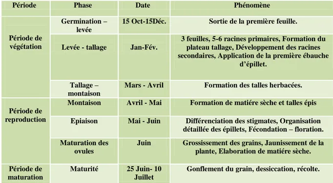 Tableau 1 : Cycle de développement du blé (Jacques, 1970) 