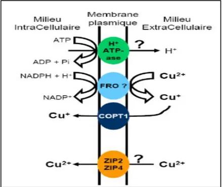 Figure 4 : Transporteurs membranaires du cuivre impliqués   dans l'absorption racinaire (Bravin, 2008)