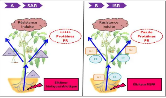 Figure 14 : Comparaison des deux formes de résistance induite caractérisées chez les plantes
