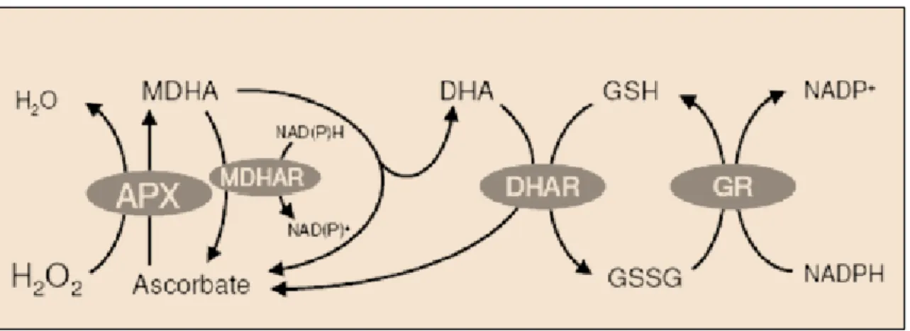 Figure 17 : Réactions centrales de la dégradation du H 2 O 2  par le cycle de Halliwell-Asada (Foyer  and Noctor, 2008)