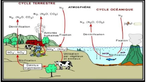 Fig 1 : Schéma présentatif du cycle de l’azote (Lefebvre, 2003)          1.2. Les différentes formes chimiques de l’azote 